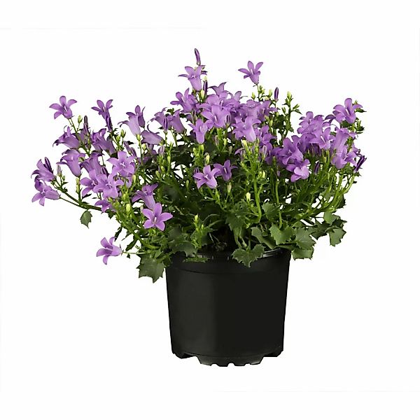 Hängepolster-Glockenblume Violett Topf ca. 9 cm x 9 cm Campanula poscharsky günstig online kaufen