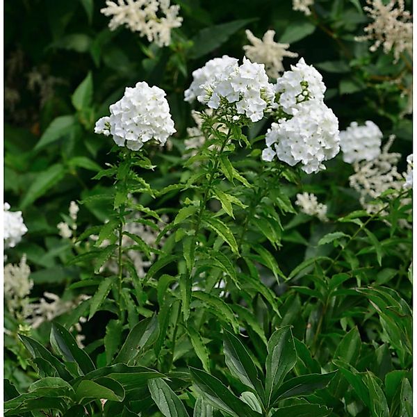 Hohe Flammenblume JS Anne - Phlox paniculata günstig online kaufen