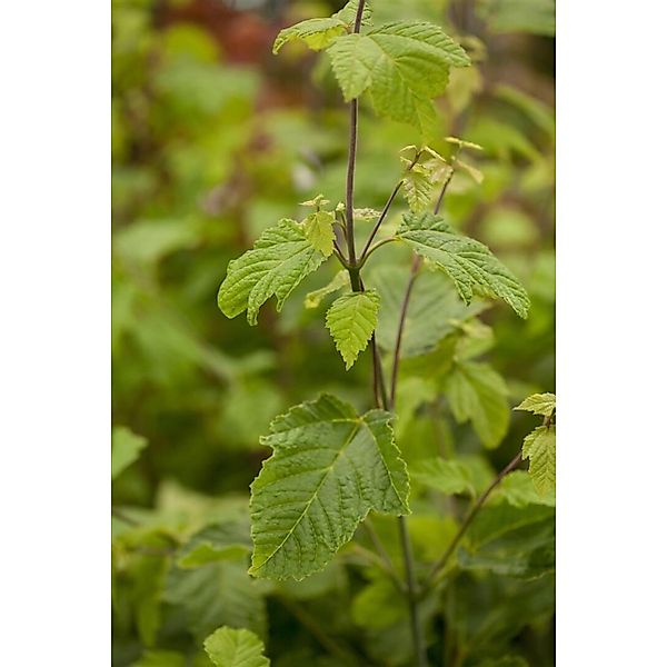 Acer Rufinerve Schlangenhaut-Ahorn 150–200 cm günstig online kaufen