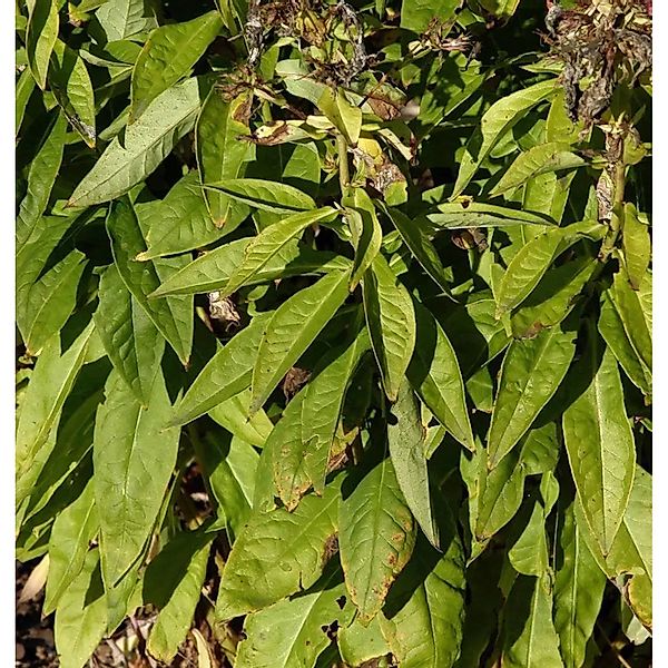 Hohe Flammenblume Laura - Phlox paniculata günstig online kaufen