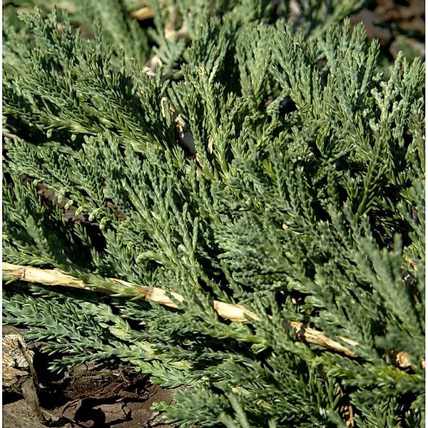 Blauer Teppichwacholder Glauca 20-30cm - Juniperus media günstig online kaufen