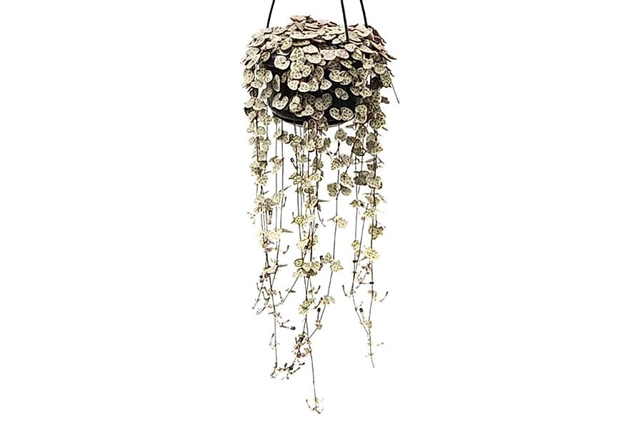 Perfect Plant | Ceropegia Woodii Herzkette günstig online kaufen