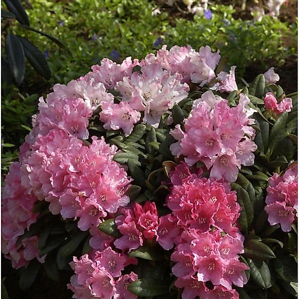 Rhododendron Colibri 25-30cm - Alpenrose günstig online kaufen