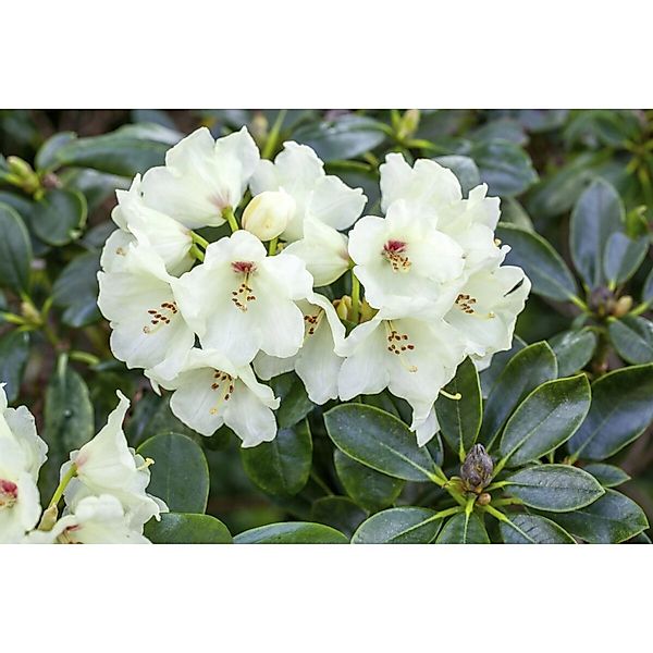 Rhododendron Yakushimanum Flava Gelb 40–50 cm günstig online kaufen
