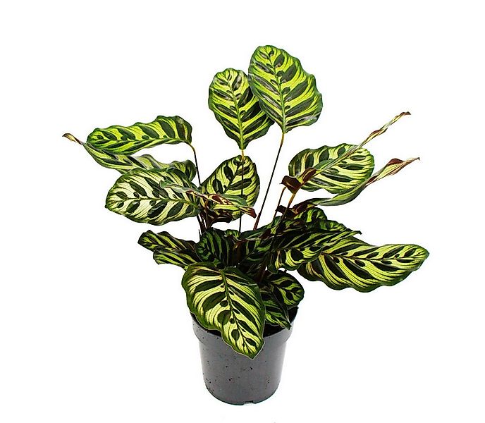 Exotenherz Zimmerpflanze Schattenpflanze Calathea makoyana Korbmarante 14cm günstig online kaufen