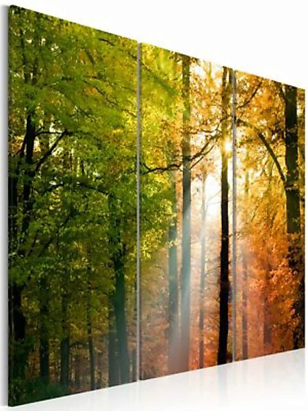 artgeist Wandbild Freundlicher Herbstwald mehrfarbig Gr. 60 x 40 günstig online kaufen