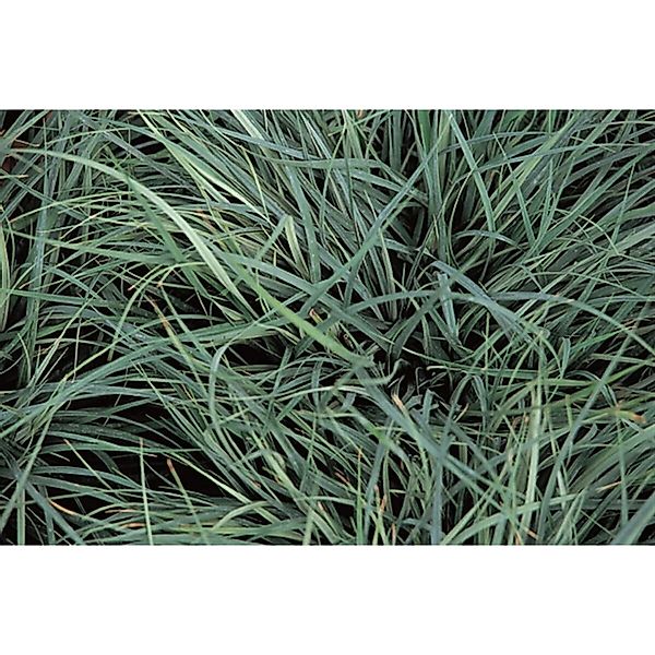 Carex Panicea Blaue Segge Ca. 2 Liter Container günstig online kaufen