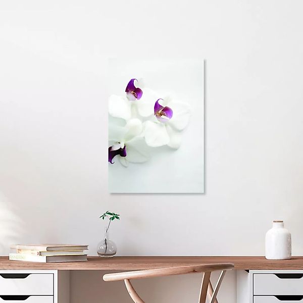 Poster / Leinwandbild - White Wild Orchid günstig online kaufen