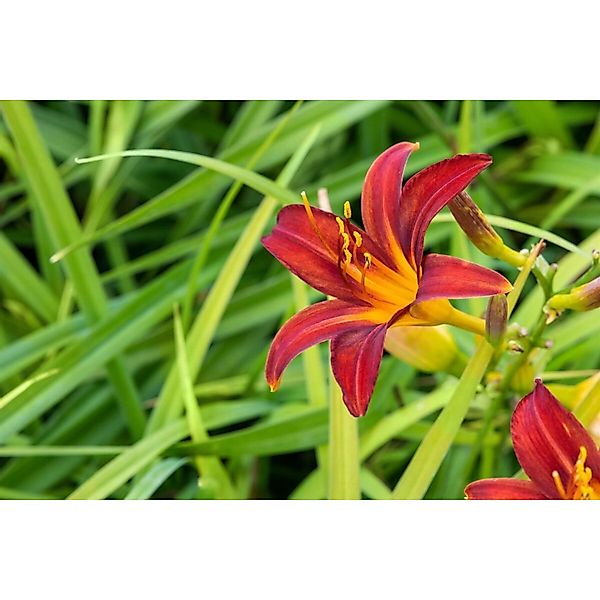 Hemerocallis X Cult. Crimson Pirate Taglilie Ca. 11x11 cm Topf günstig online kaufen