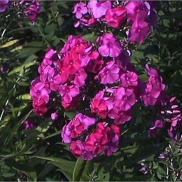 Hohe Flammenblume Winnetou - Phlox paniculata günstig online kaufen