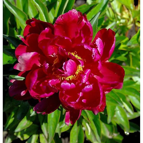 Edelpfingstrose Peter Brand - Paeonia,actiflora günstig online kaufen
