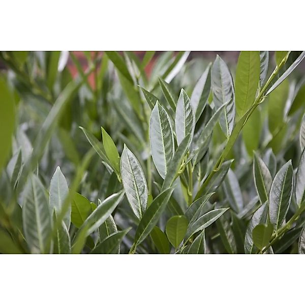 Prunus,aurocerasus 'Gajo' -R- 40-50 cm günstig online kaufen