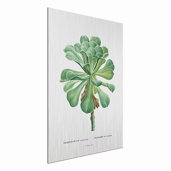 Alu-Dibond Bild Blumen - Hochformat 3:4 Botanik Vintage Illustration Grüne günstig online kaufen