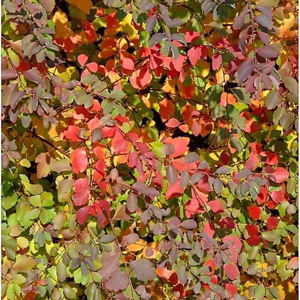 Strauch Prachtspiere 60-80cm - Spiraea vanhouttii günstig online kaufen