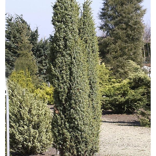 Heidewacholder Meyer 80-100cm - Juniperus communis günstig online kaufen