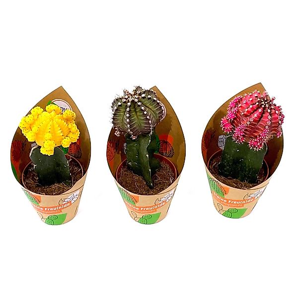 GROW by OBI Gymnocalicium Veredelungen 3-fach sortiert Topf-Ø ca. 8,5 cm günstig online kaufen