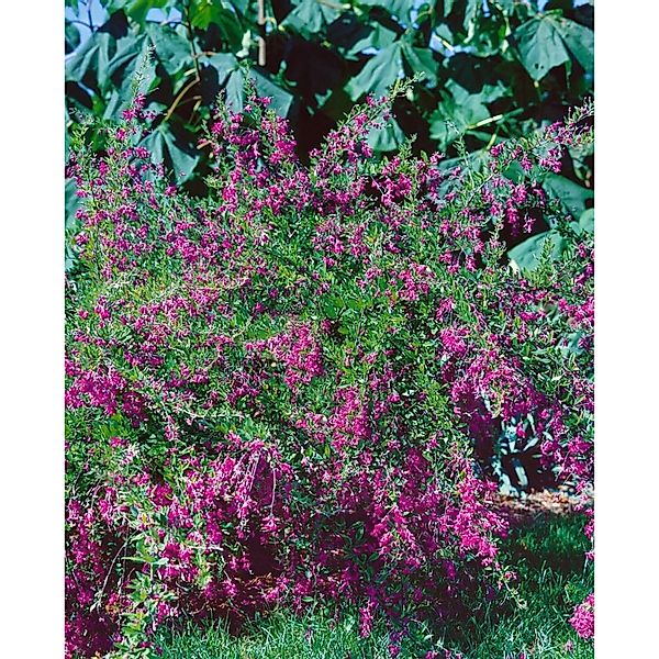 Pflanzen für Dich Gehölze Lespedeza bicolor, 1 St., Buschklee, Zweifarbiger günstig online kaufen