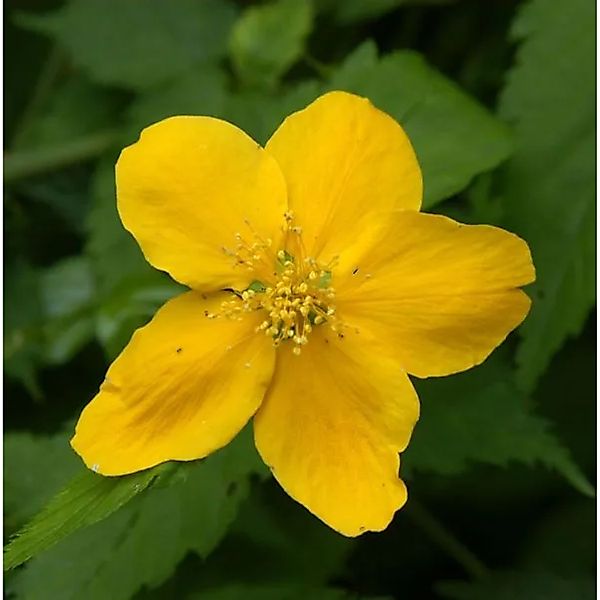 ungefüllter Ranunkelstrauch 60-80cm - Kerria japonica günstig online kaufen