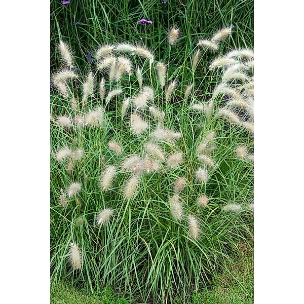 Pennisetum Alopecuroides Herbstfreude Lampenputzergras 3-5 Liter Container günstig online kaufen