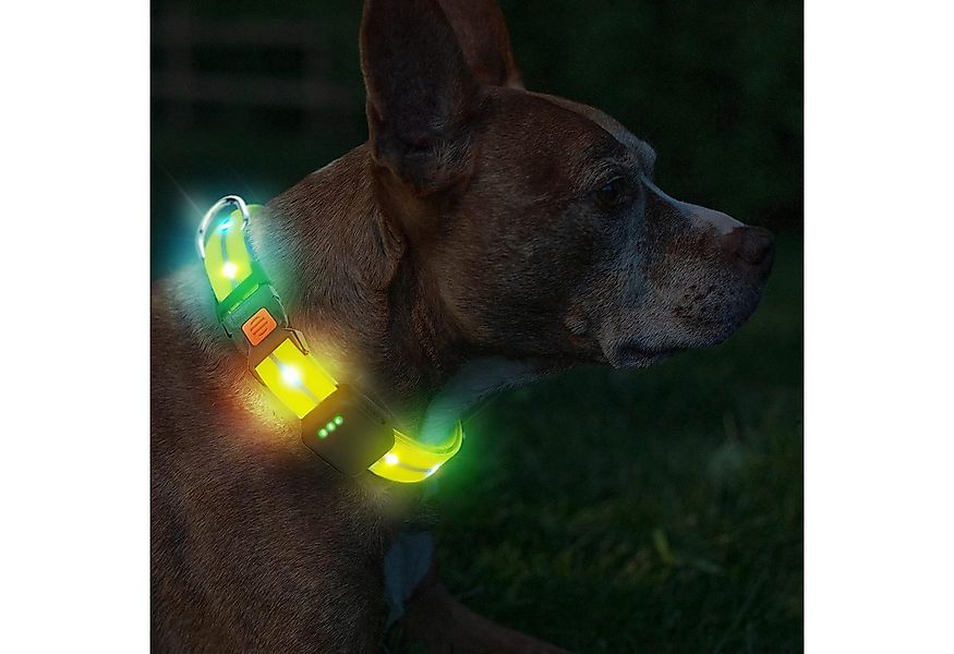 Illes-Laedchen Hunde-Halsband exklusives LED Hundehalsband wasserdicht AKKU günstig online kaufen