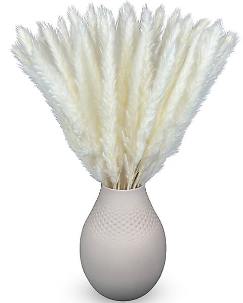 Trockenblume Trockenblume Pampasgras Deko weiß 50cm günstig online kaufen