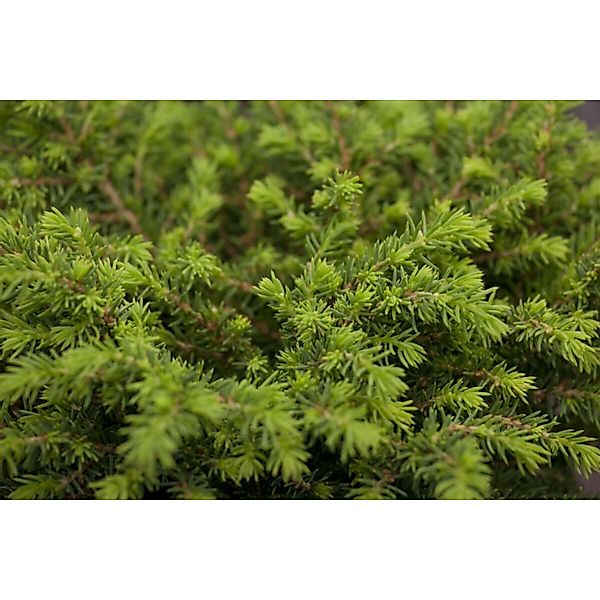 Picea Abies Echiniformis Zwergfichte Kompakt 30–35 cm günstig online kaufen