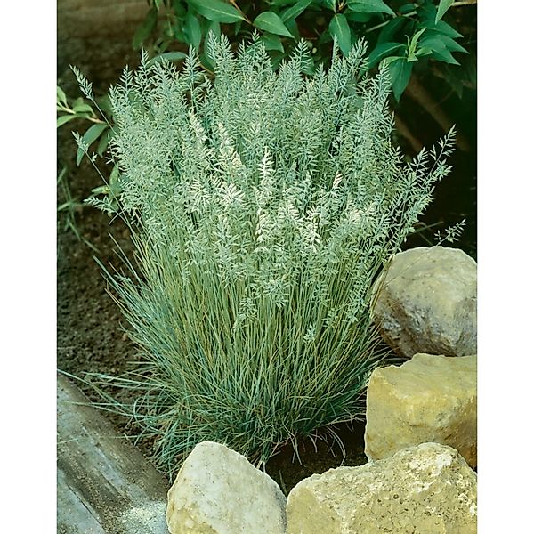 Koeleria Glauca Coolio Blaugras 20–30 cm günstig online kaufen