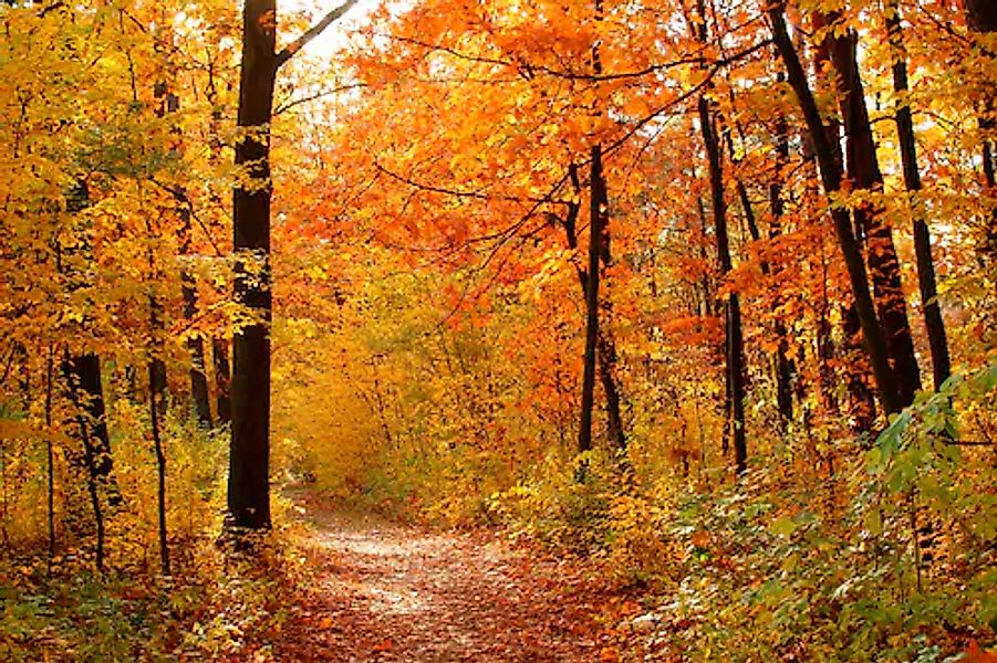 Papermoon Fototapete »Autum Forest« glatt günstig online kaufen