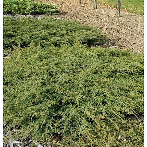 Kriechender Heidewacholder Hornibrook 30-40cm - Juniperus communis Hornibro günstig online kaufen