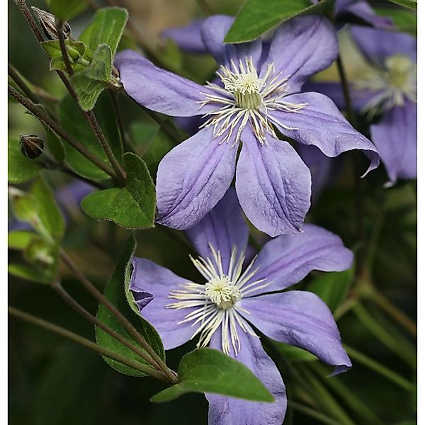 Staudenclematis Arabella 40-60cm - Clematis integrifolia günstig online kaufen