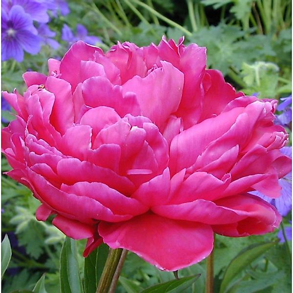 Pfingstrose Rosea Plena - Paeonia officinalis günstig online kaufen