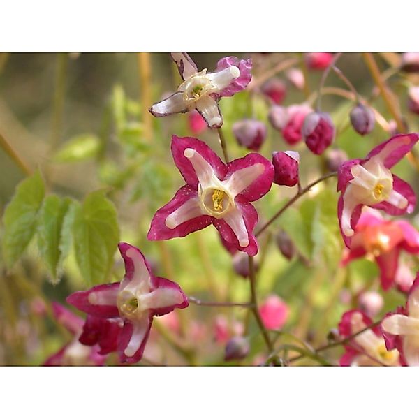 Epimedium Alpinum Alpen Elfenblume Ca. 9x9 cm Topf günstig online kaufen