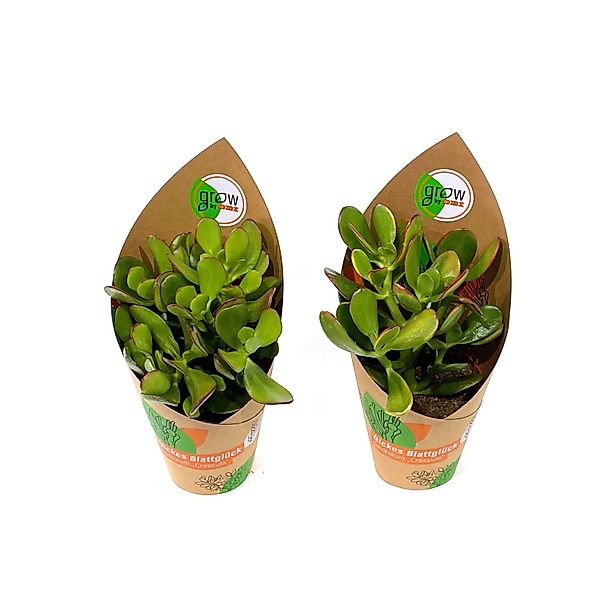 GROW by OBI Dickblatt 2-fach sortiert Topf-Ø ca. 12 cm Crassula günstig online kaufen