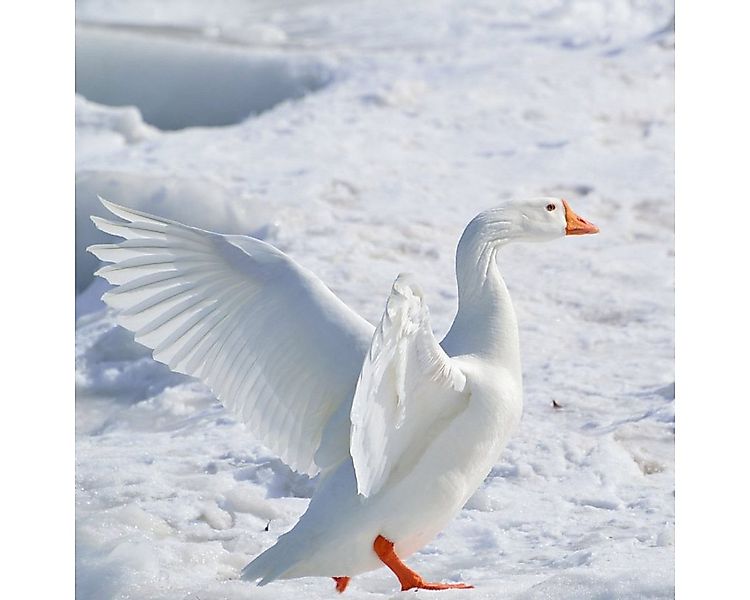 ÖKO Planet Daunenkissen, Füllung: Daunen, Daunen + Federn, Bezug: Baumwolle günstig online kaufen