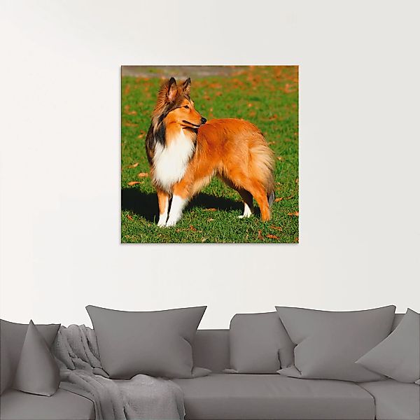 Artland Glasbild »Amerikanischer Collie«, Haustiere, (1 St.), in verschiede günstig online kaufen