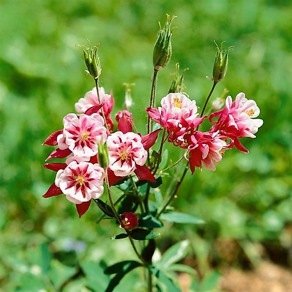 Aquilegia Vulgaris Winky Rot-weiß Akelei Ca. 9x9 cm Topf günstig online kaufen