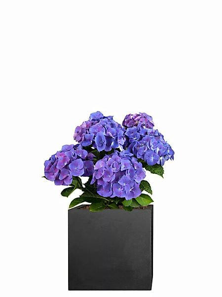 Hortensie (Hydrangea macrophylla) 50 cm - blau günstig online kaufen