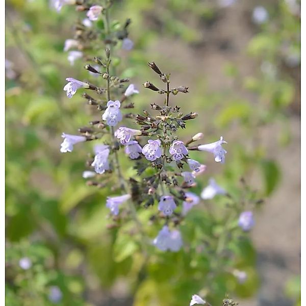 Kleinblättrige Bergminze Marvelette Blue - großer Topf - Calamintha nepeta günstig online kaufen