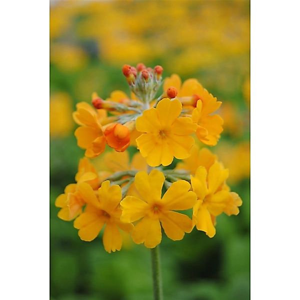 Primula Bulleyana Etagenprimel Ca. 9x9 cm Topf günstig online kaufen