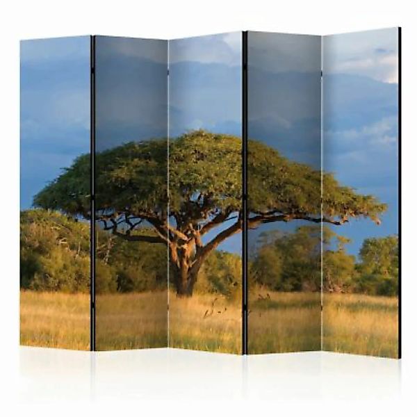 artgeist Paravent African acacia tree, Hwange National Park, Zimbabwe II [R günstig online kaufen