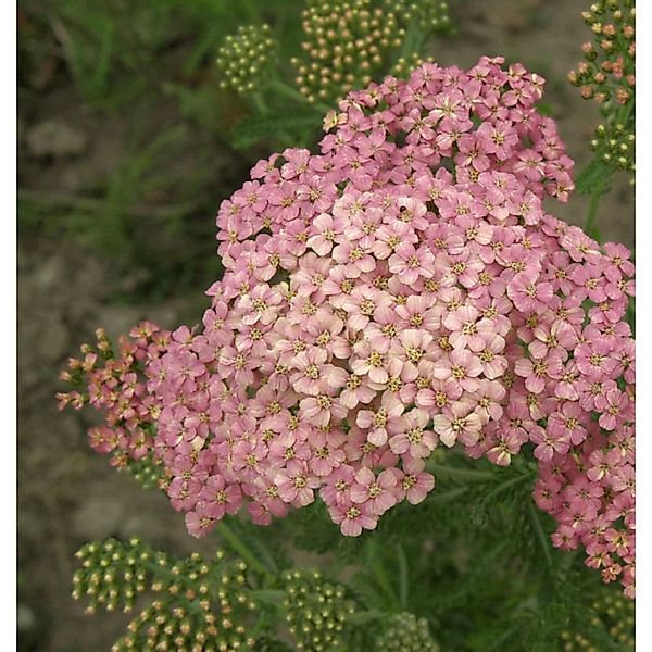 Schafgarbe Kelwayi - Achillea millefolium günstig online kaufen