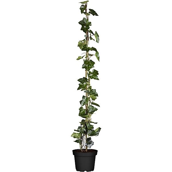 Hedera Helix Hibernica Irischer Efeu 80–100 cm günstig online kaufen