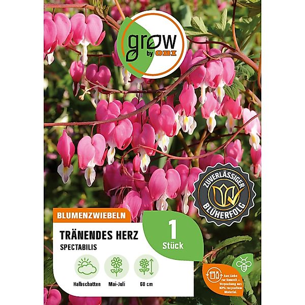 GROW by OBI Tränendes Herz Dicentra spectabilis Höhe ca. 60 cm günstig online kaufen