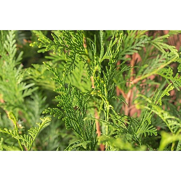 Thuja plicata 'Atrovirens' 100-125 cm günstig online kaufen