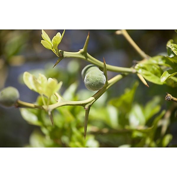 Poncirus Trifoliata Bitterorange 60–80 cm günstig online kaufen