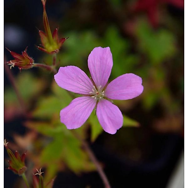 Storchenschnabel Betty Catchpole - Geranium oxonianum günstig online kaufen