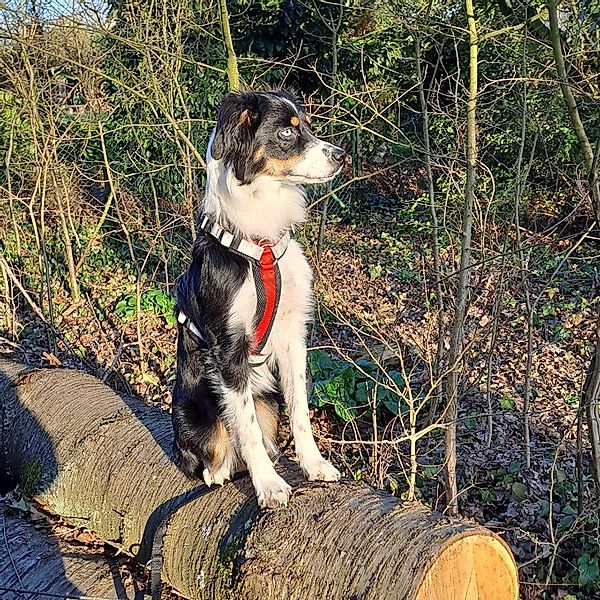 Nobby Hunde-Geschirr "DAILY WALK COMFORT" günstig online kaufen