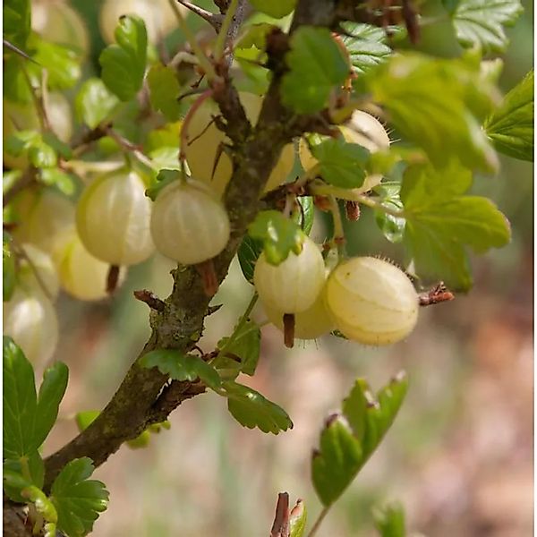 Hochstamm Stachelbeere gelb 60-80cm - Ribes uva-crispa günstig online kaufen