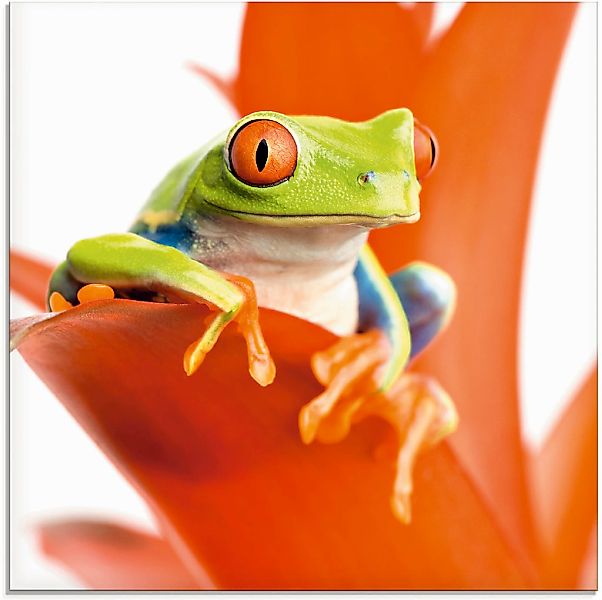 Artland Glasbild "Frosch auf seinem Thron", Wassertiere, (1 St.), in versch günstig online kaufen