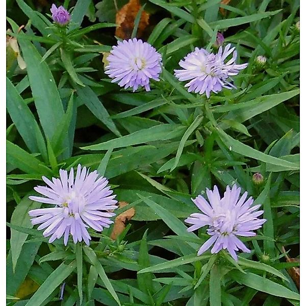 Kissenaster Zwergenhimmel - Aster dumosus günstig online kaufen